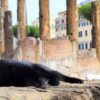 gatti di Largo di Torre Argentina