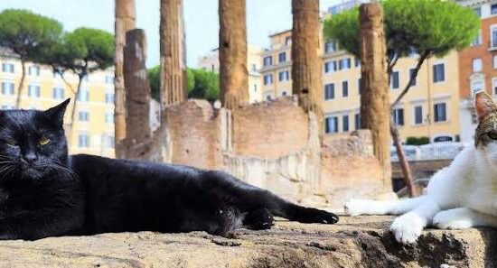 gatti di Largo di Torre Argentina