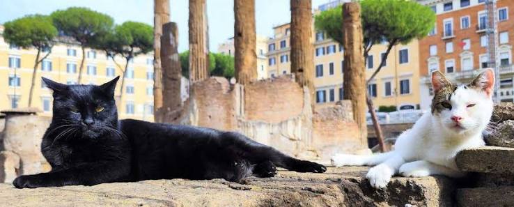 gatti di Largo di Torre Argentina