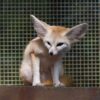 Fennec