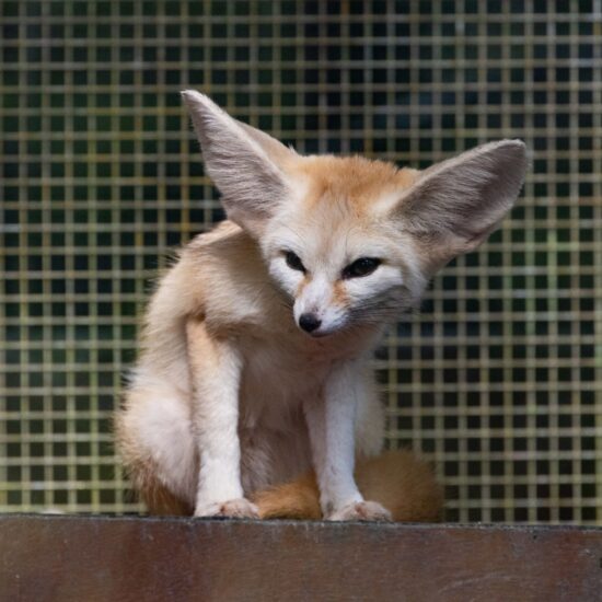 Fennec