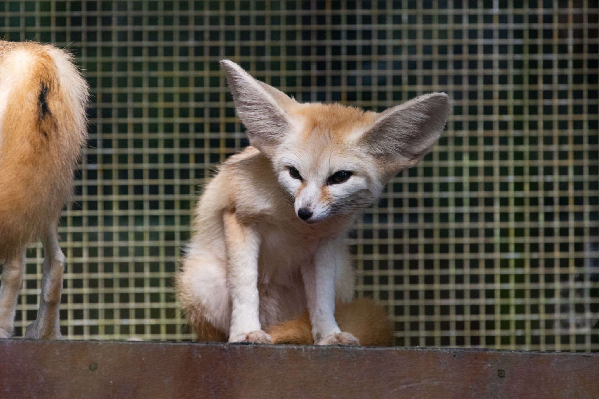 Fennec